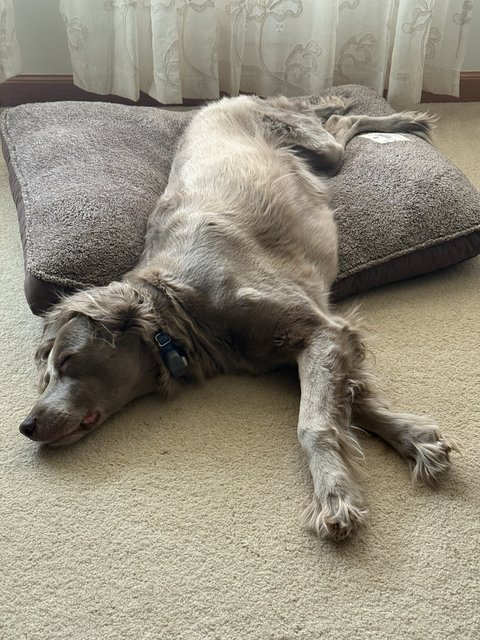 Sylvie, a grey long-haired dog, asleep and sprawled half off her dog bed